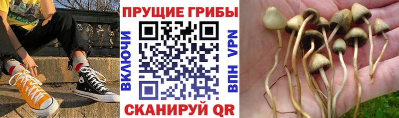 MEGA сайт где можно купить Полесск Псилоцибиновые грибы Psilocybine cubensis